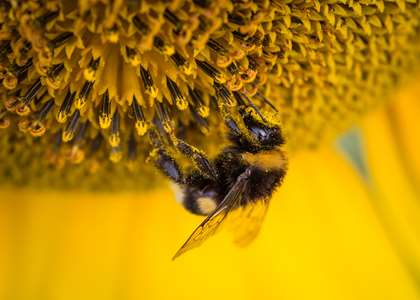Optimale plaatsing van bijenkasten bepalen met BeeSpot
